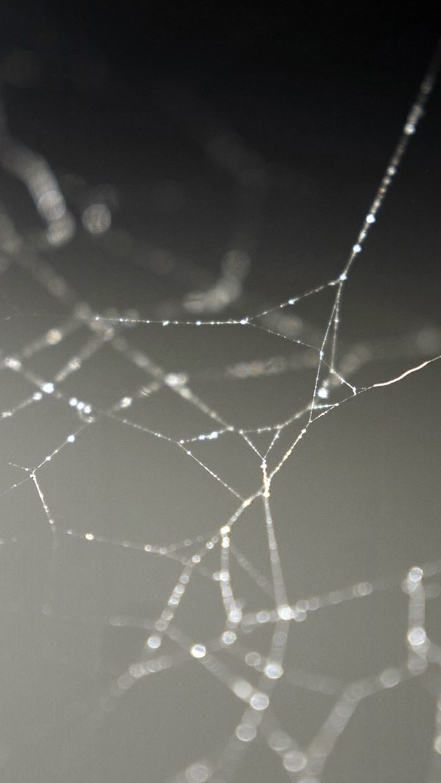 640x1136 Spider Web Nature Rain Water Pattern - rainy iPhone Wallpaper