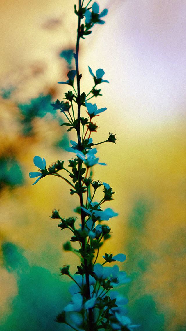 640x1136 Blue Flower Sunny Bright Day Bokeh Nature - bokeh iPhone Wallpaper