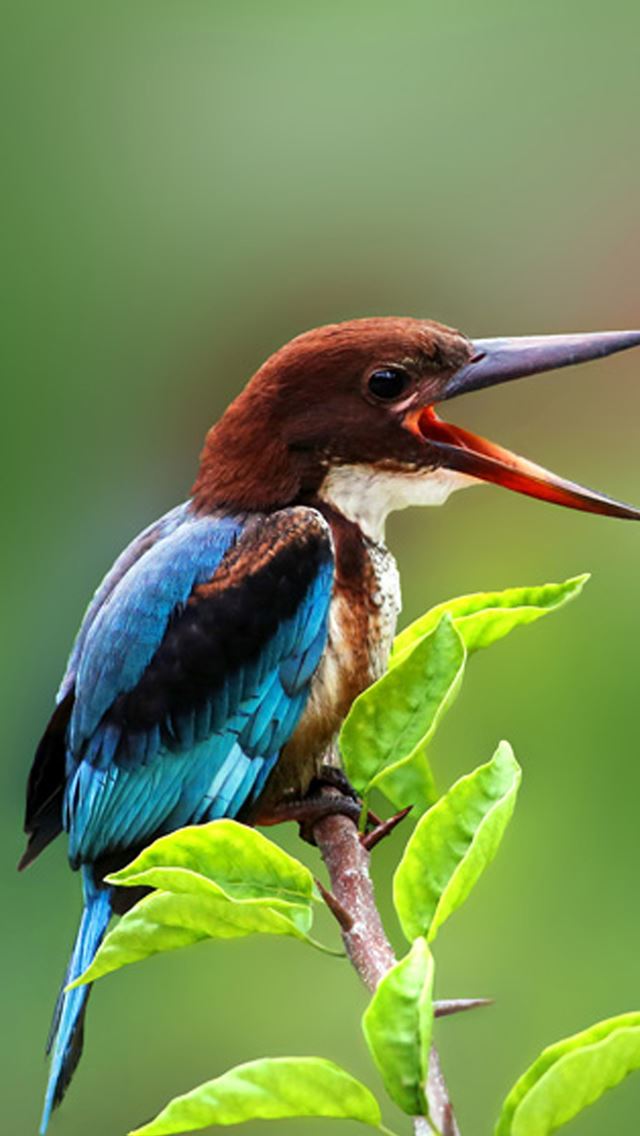 640x1136 Nature Beautiful Tweet Kingfisher Plant Branch - bird iPhone Wallpaper