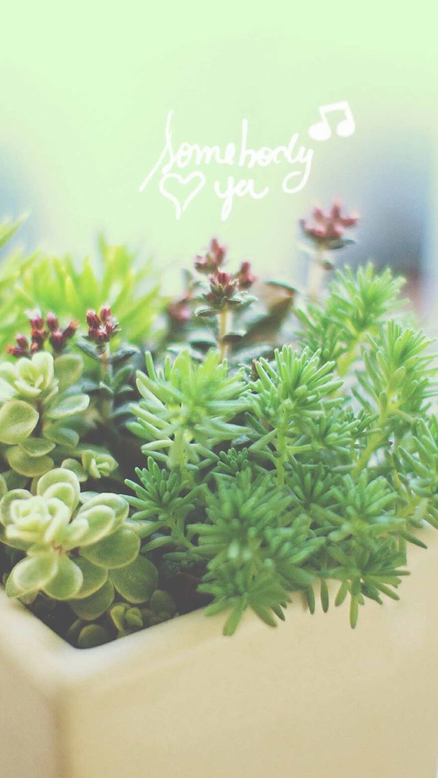 640x1136 Nature Vitality Aesthetic Fleshy Plant Pot - green iPhone Wallpaper