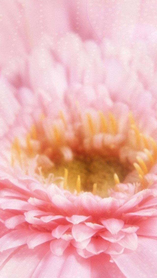640x1136 Dreamy Pink Blossom Flower Macro - blossom iPhone Wallpaper