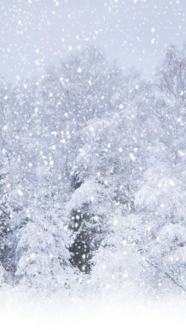 640x1136 Heavy Snow Pine Tree Forest Landscape - pine tree iPhone Wallpaper