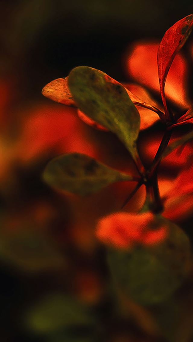 640x1136 Nature Branch Leaves Red Sunset Blur - leaves iPhone Wallpaper