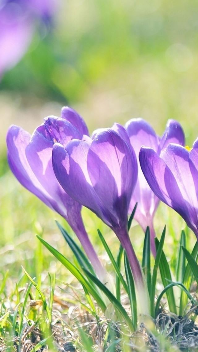 640x1136 Nature Bright Sunshine Purple Flower Grass Leafy Field - green iPhone Wallpaper