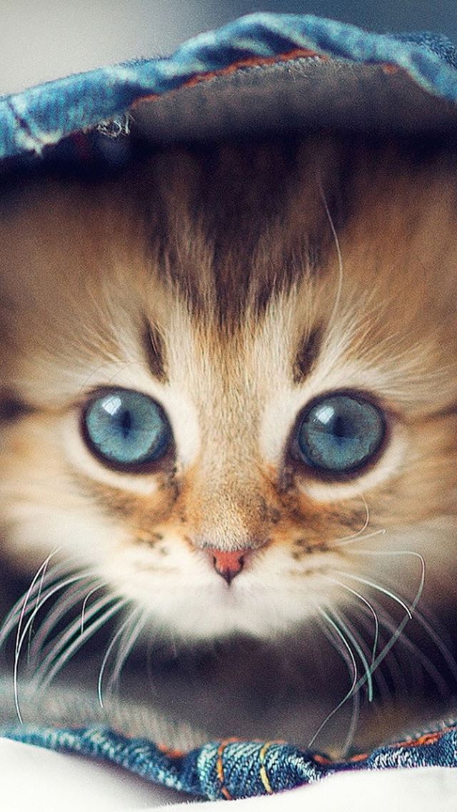 640x1136 Macro Cute Cat In Jaen Pants -  iPhone Wallpaper
