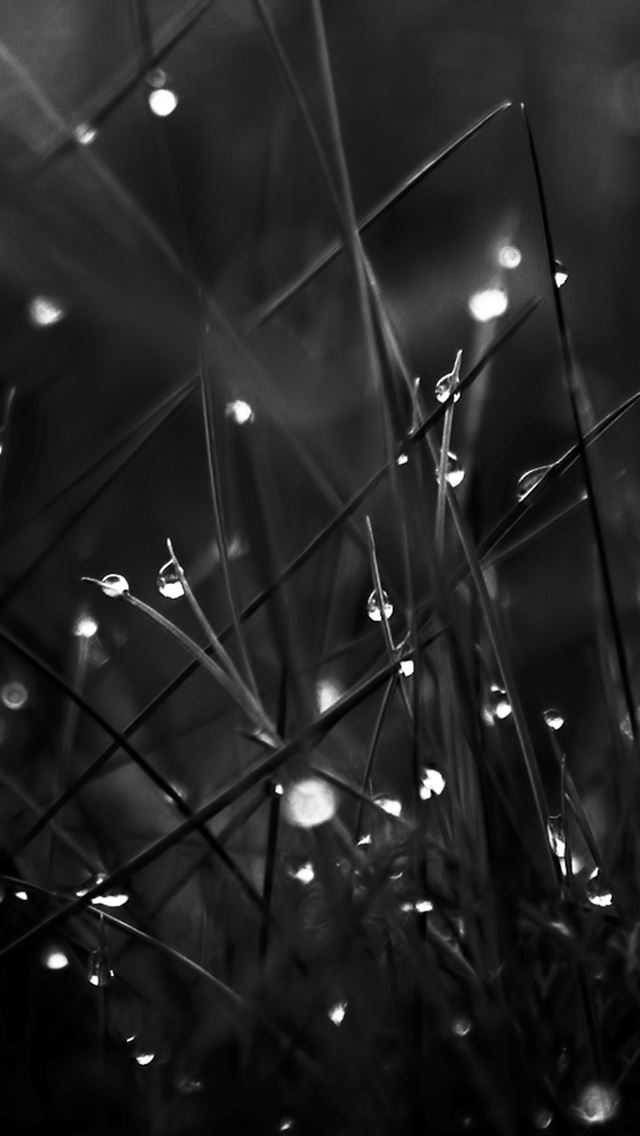 640x1136 Dark Dew Morning Leafy Grass Landscape - dew iPhone Wallpaper
