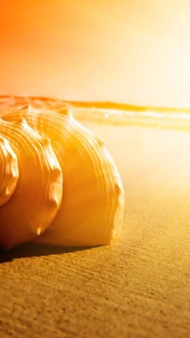 640x1136 Seaside Sunset Beach Conch Shell Macro - sandy iPhone Wallpaper