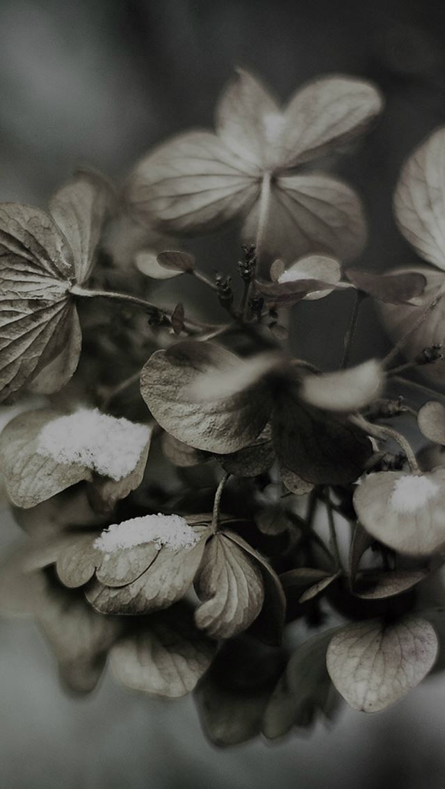 640x1136 Snow Flower Winter Bokeh Dark Nature - bokeh iPhone Wallpaper
