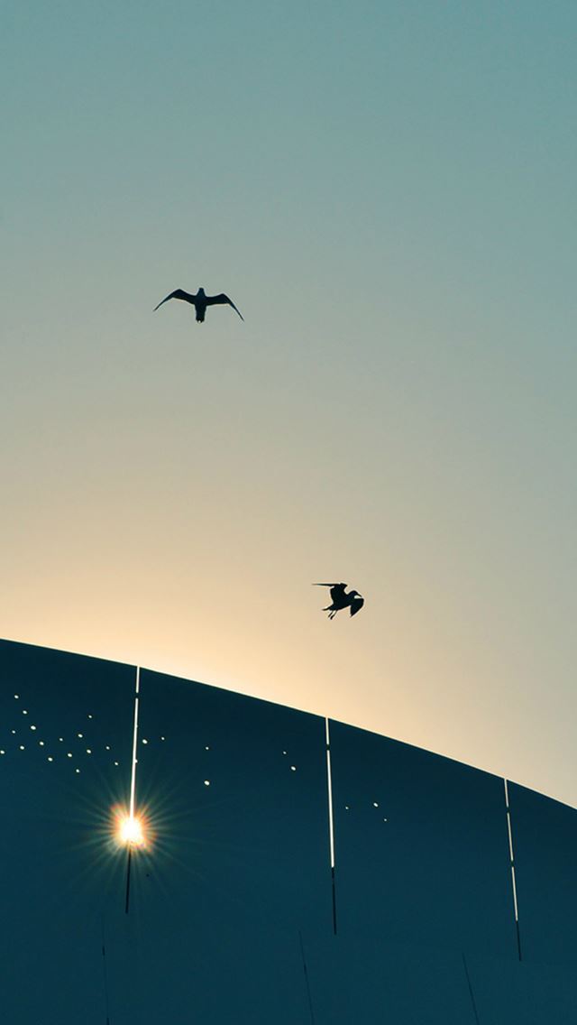 640x1136 Bird Sky Sunshine Flare Blue Nature Animal - simple iPhone Wallpaper