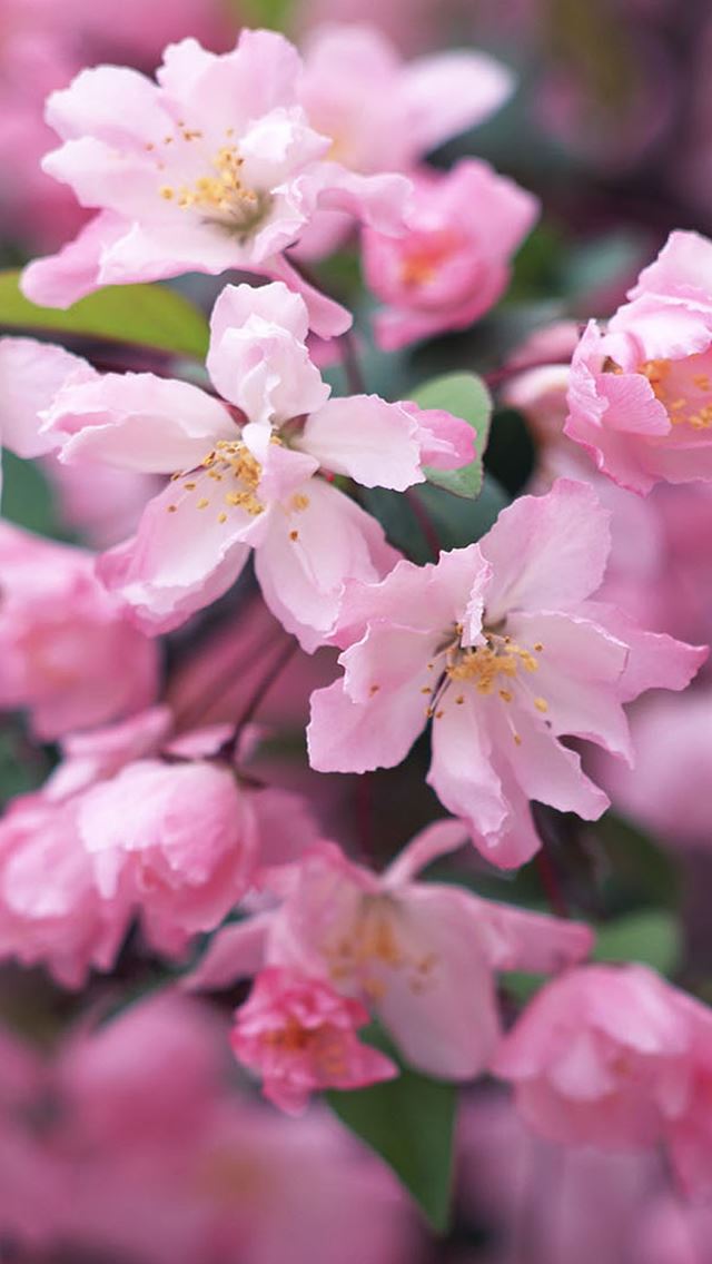 640x1136 Nature Spring Flower Bloomy Branch - pink iPhone Wallpaper