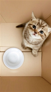 3D Dimensional Box Poor Kitten Bowl Begging wallpaper