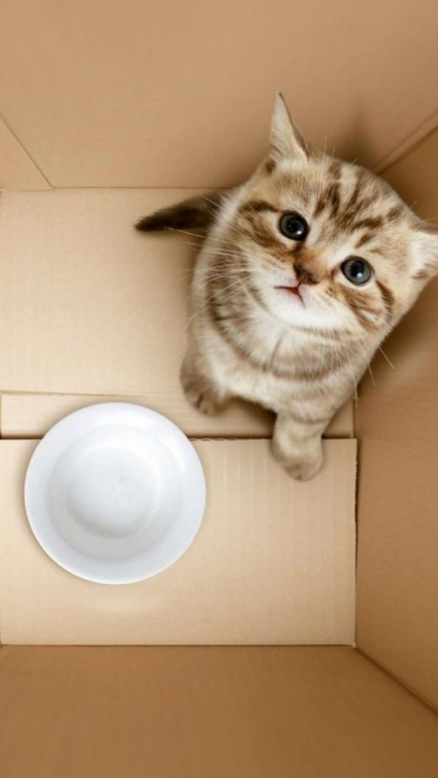 640x1136 3D Dimensional Box Poor Kitten Bowl Begging - dimensional iPhone Wallpaper
