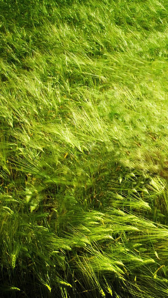 640x1136 Nature Pure Green Leafy Land - pure iPhone Wallpaper