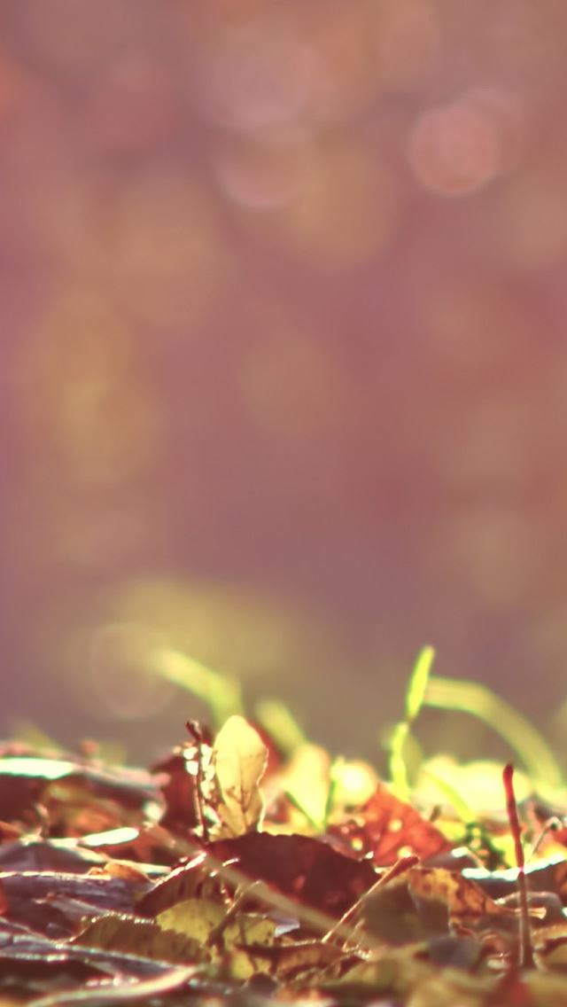 640x1136 Morning Sunlight Leafy Land Bokeh Blur View - bokeh iPhone Wallpaper