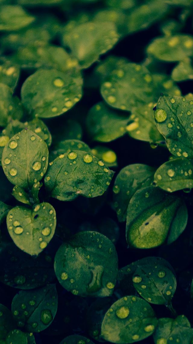 640x1136 Dew Green Leaf Plant Branch - droplet iPhone Wallpaper