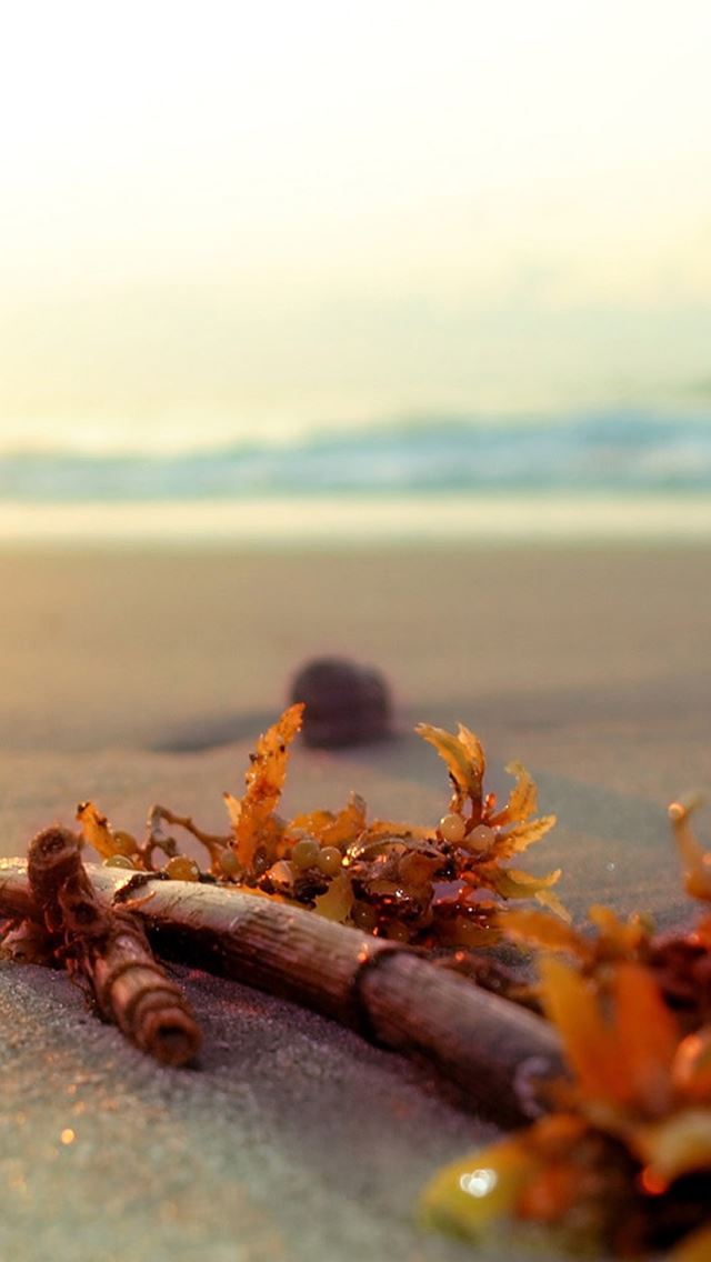 640x1136 Pure Bright Sunny Beach Reef Coral Macro Blur -  iPhone Wallpaper