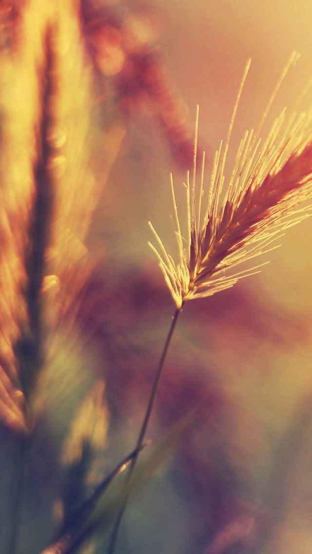 640x1136 Farm Wheat Corp Macro Blur - pure iPhone Wallpaper