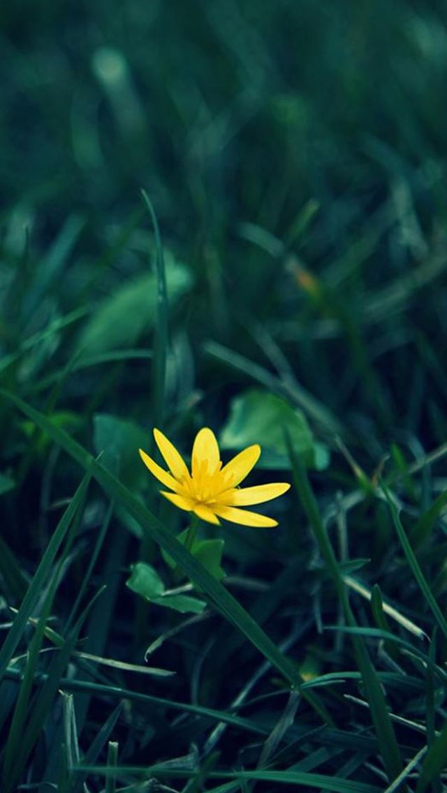 640x1136 Nature Little Yellow Flower Green Grassland Blur Background - fresh iPhone Wallpaper