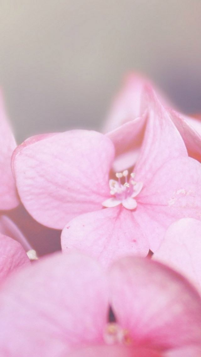 640x1136 Pure Dreamy Pink Flower Petal Blur - simple iPhone Wallpaper