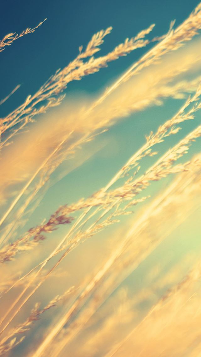 640x1136 Pure Beautiful Romantic Wheat Plant Field - pure iPhone Wallpaper
