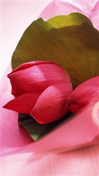 Fresh Vitality Pink Lotus Flower Leaf Macro wallpaper