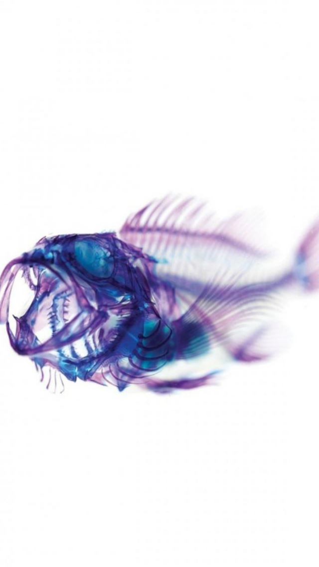 640x1136 Xray Fish Skeleton Design Art - pure iPhone Wallpaper