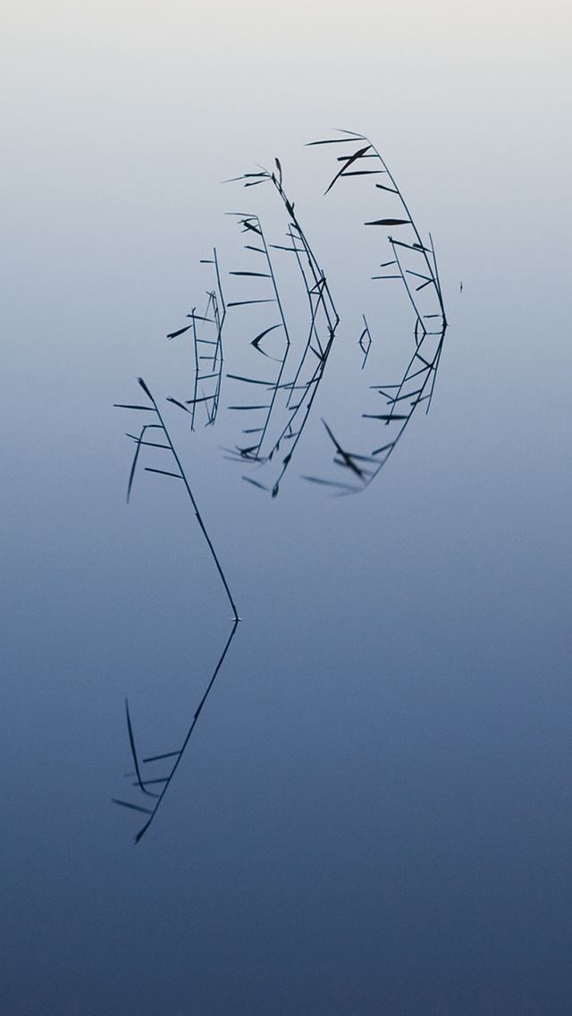 640x1136 Pure Minimal Clean Lake Reed Plant - pure iPhone Wallpaper