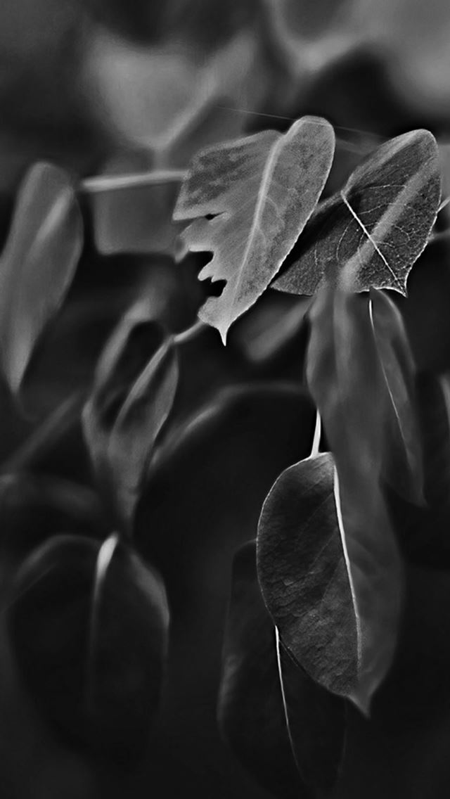 640x1136 Fall Leaf Flower Dark Bokeh Nature -  iPhone Wallpaper