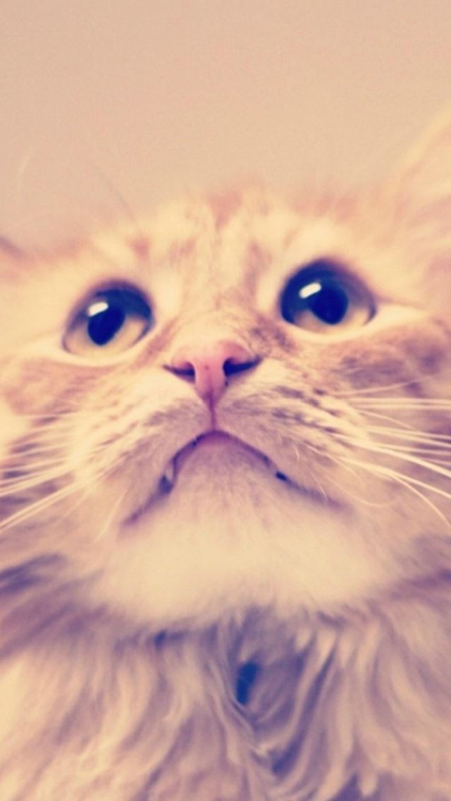640x1136 Cute Kitten Cat Looking Up Blur - poor iPhone Wallpaper