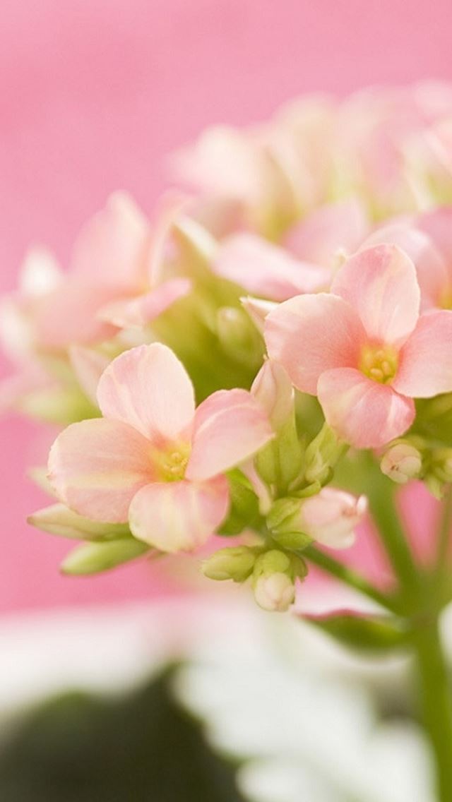 640x1136 Nature Beautiful Pink Flower Bouquet - beautiful iPhone Wallpaper