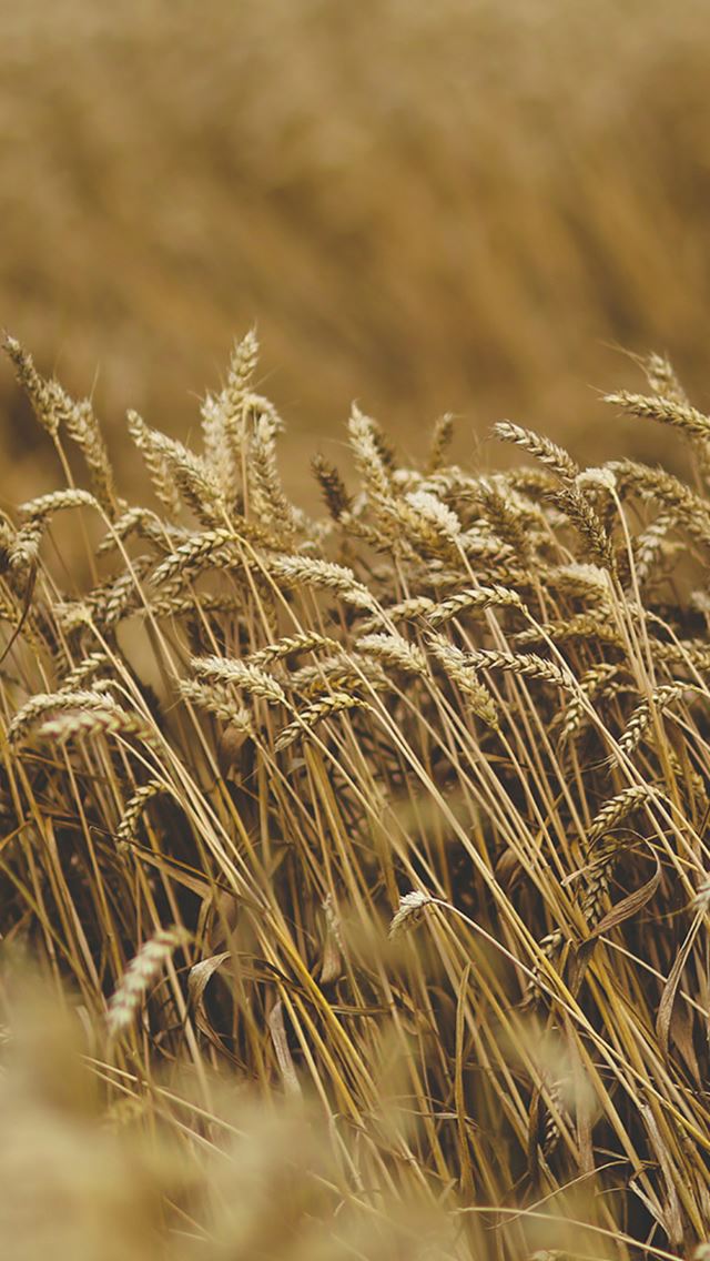 640x1136 Nature Fall Wheat Plant Field Bokeh - harvest iPhone Wallpaper