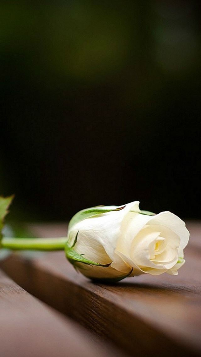 640x1136 Pure Only Wooden Table White Rose Close Up Art - table iPhone Wallpaper