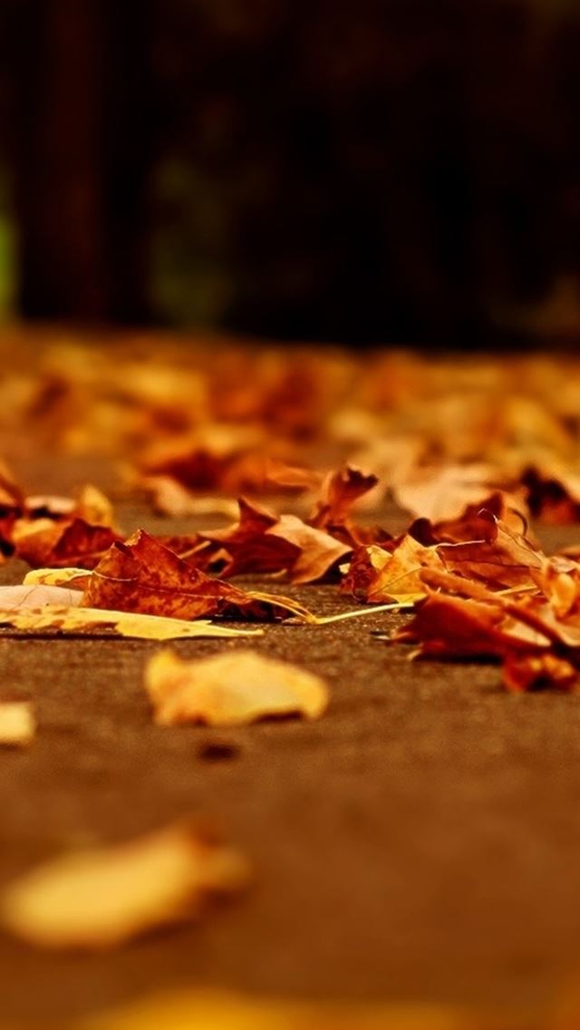 640x1136 Nature Yellow Fall Leaves On Ground - bokeh iPhone Wallpaper