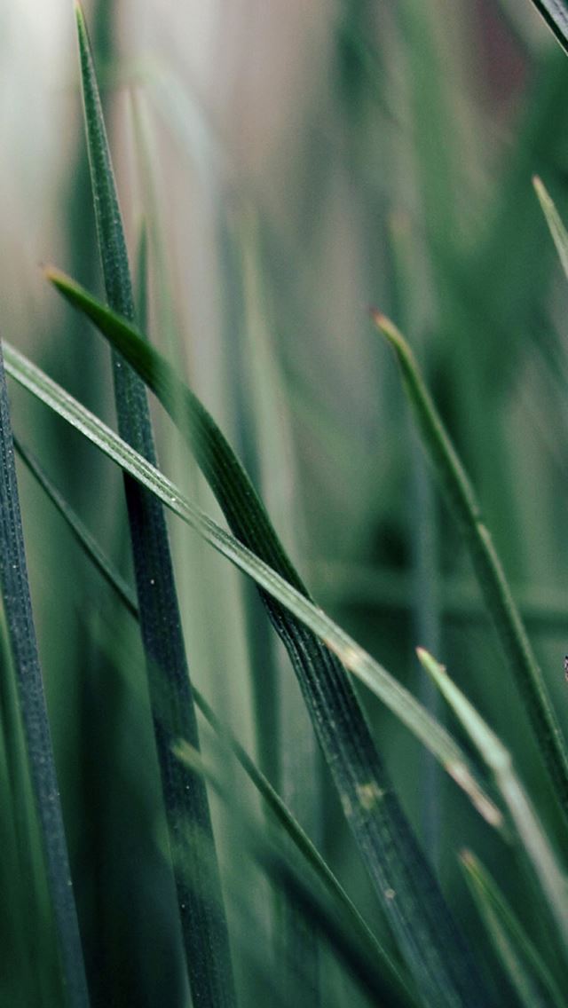 640x1136 Nautre Plant Leafy Green Background - green iPhone Wallpaper