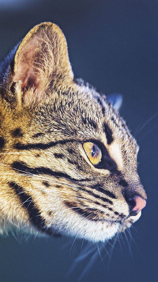 640x1136 International Cat Day Portrait  - macro iPhone Wallpaper