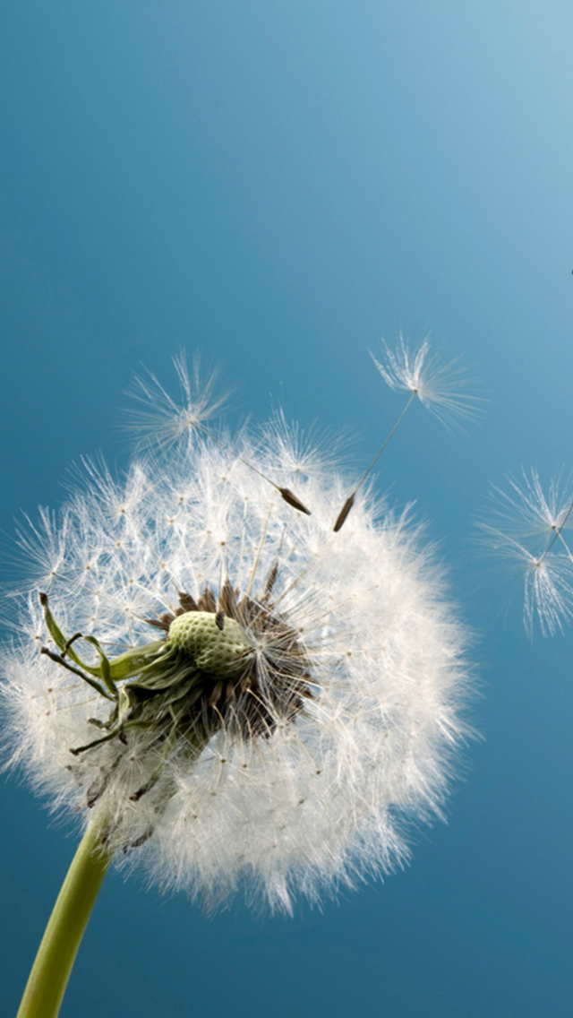 Pure Blue Sky Wish Blow Dandelion Flower Macro iPhone wallpaper 
