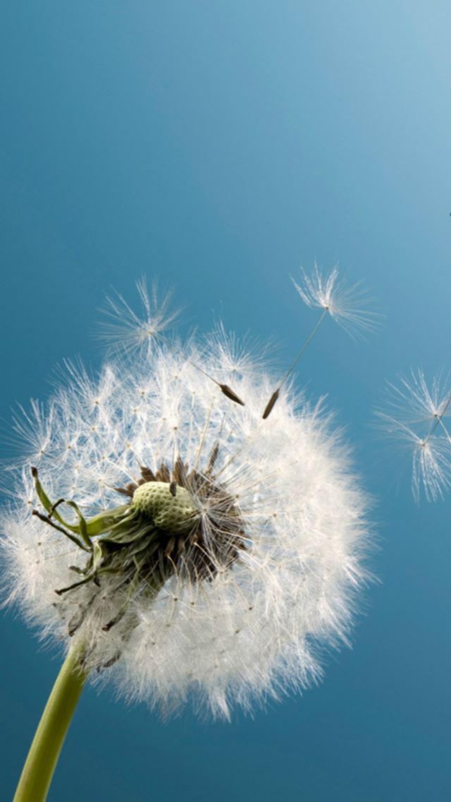 640x1136 Pure Blue Sky Wish Blow Dandelion Flower Macro - pure iPhone Wallpaper