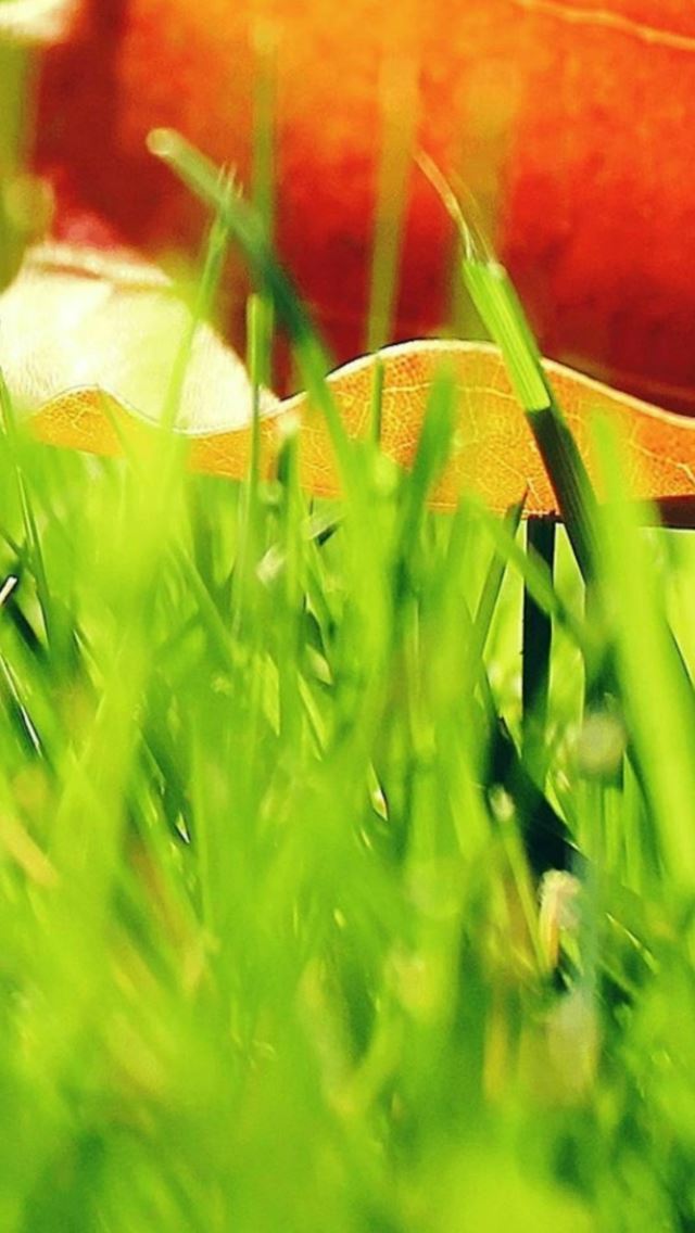 640x1136 Natural Green Grassland Orange Leaf - natural iPhone Wallpaper