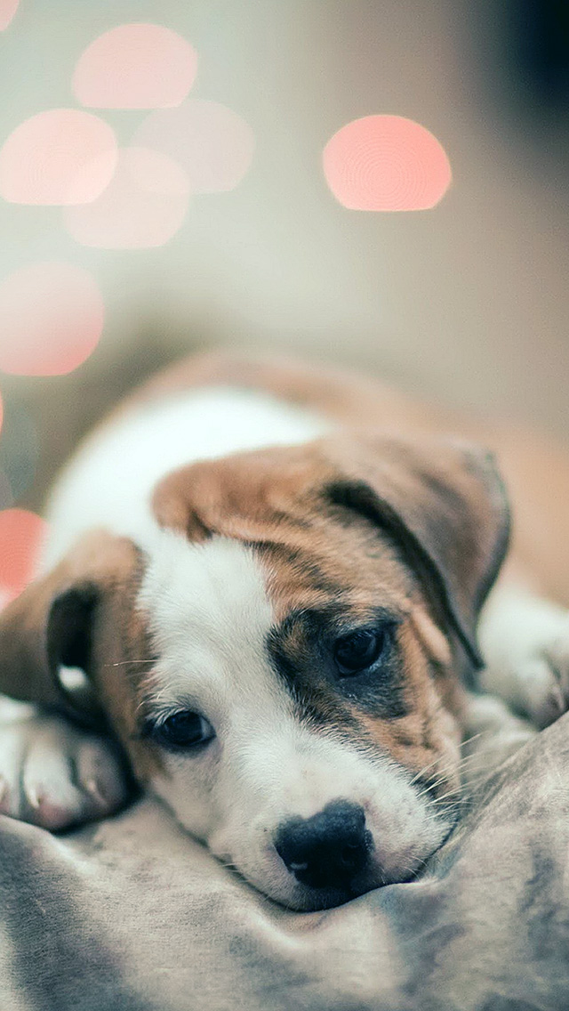 Sad Puppy Dog Bokeh Iphone Wallpapers Free Download
