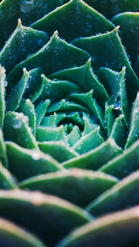 Best Echeveria iPhone HD Wallpapers - iLikeWallpaper