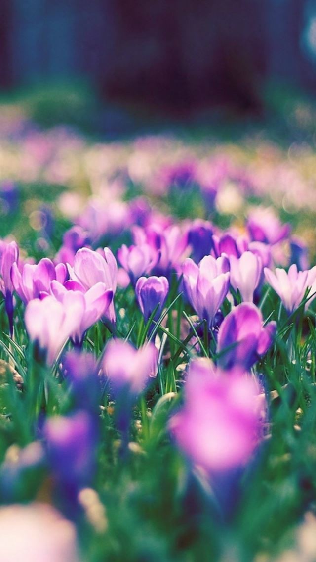 640x1136 Purple Narcissus Flower Garden Landscape - garden iPhone Wallpaper