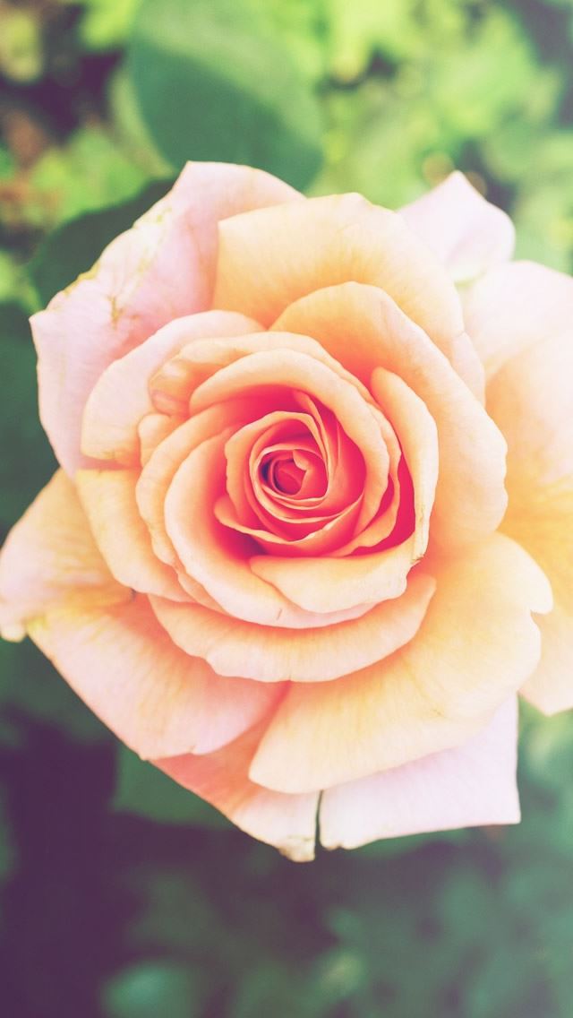 640x1136 Pink Rose Flower Macro - yellow iPhone Wallpaper