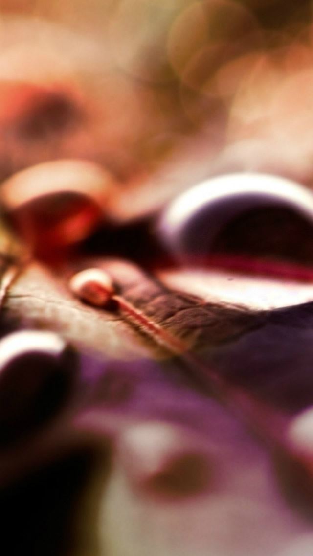 640x1136 Leaf Dew Water Droplet Bokeh Blur -  iPhone Wallpaper