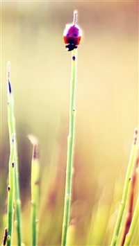 Nature Plant Crawling Ladybug Blur wallpaper