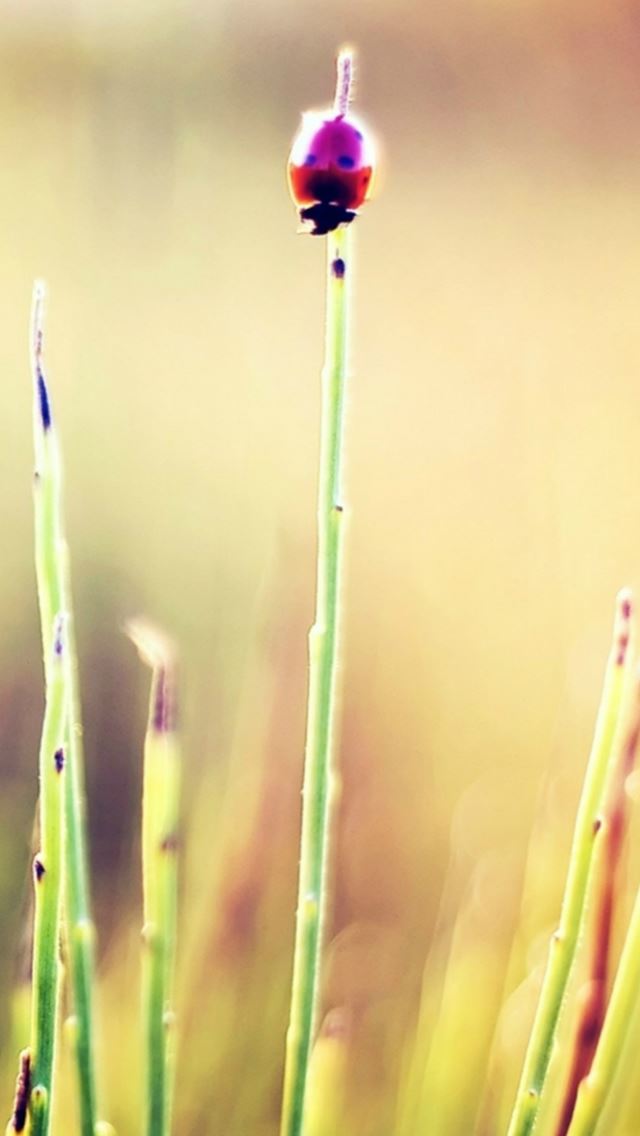 640x1136 Nature Plant Crawling Ladybug Blur - insect iPhone Wallpaper