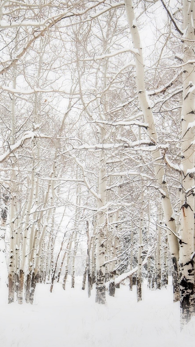 Birch Trees Winter Landscape iPhone wallpaper 