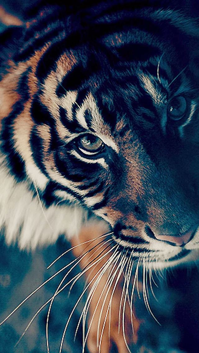 640x1136 Bengal Tiger Face Closeup - yellow iPhone Wallpaper
