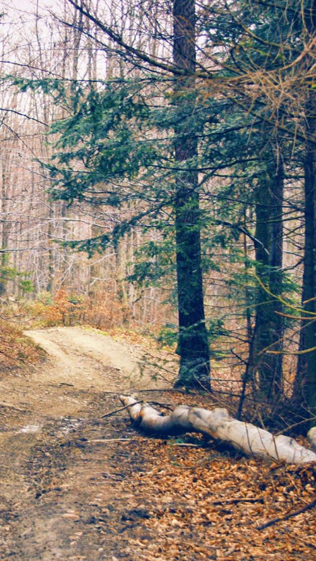 640x1136 Hiking Forest Road - yellow iPhone Wallpaper