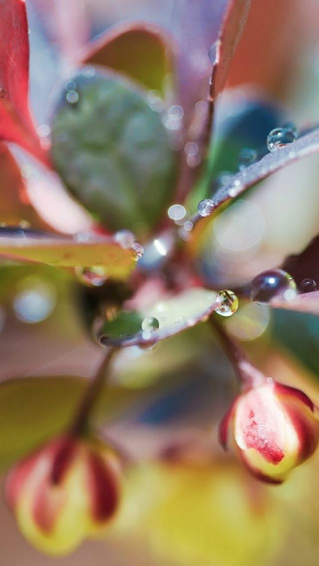 640x1136 Nature Dew Bokeh Leafy Plant Macro - yellow iPhone Wallpaper