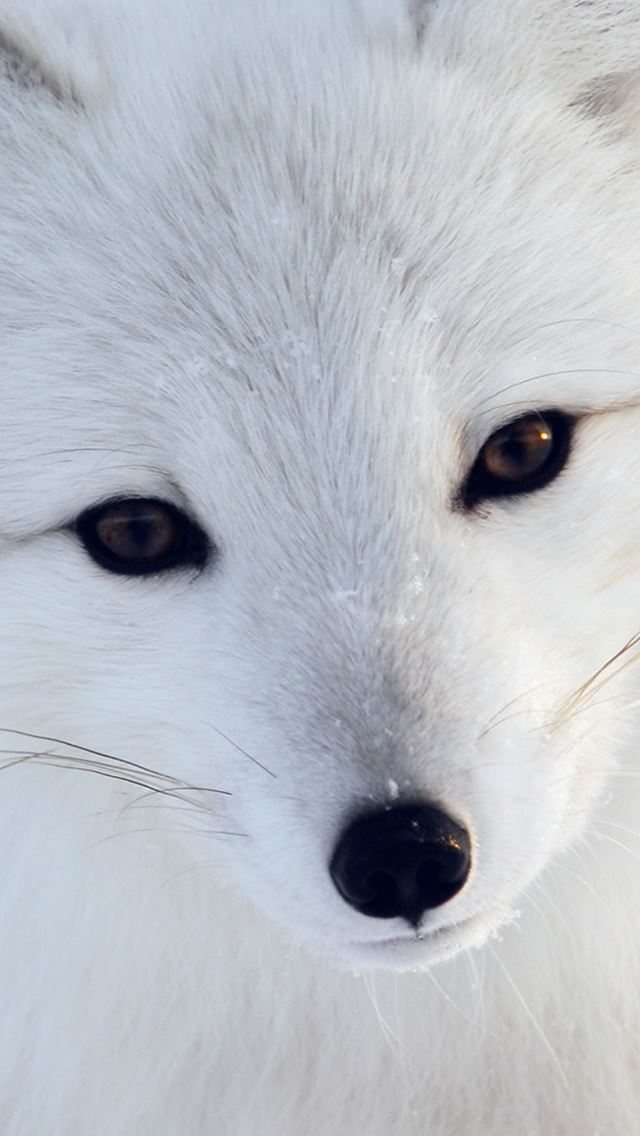 640x1136 Artic Fox White Animal Cute - fox iPhone Wallpaper